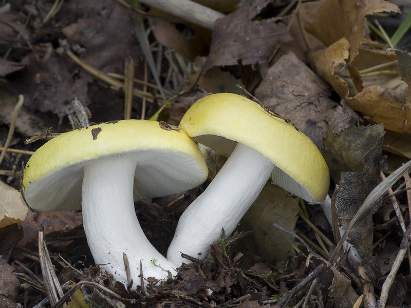 Russula claroflava